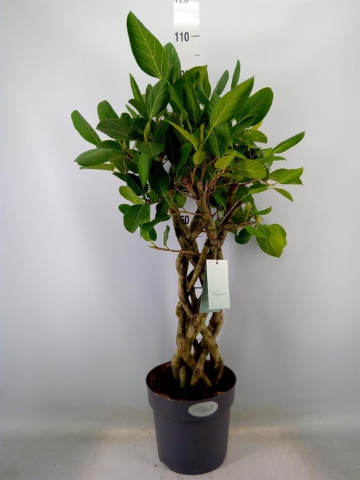 <h4>Ficus benja.   ...special shapes</h4>