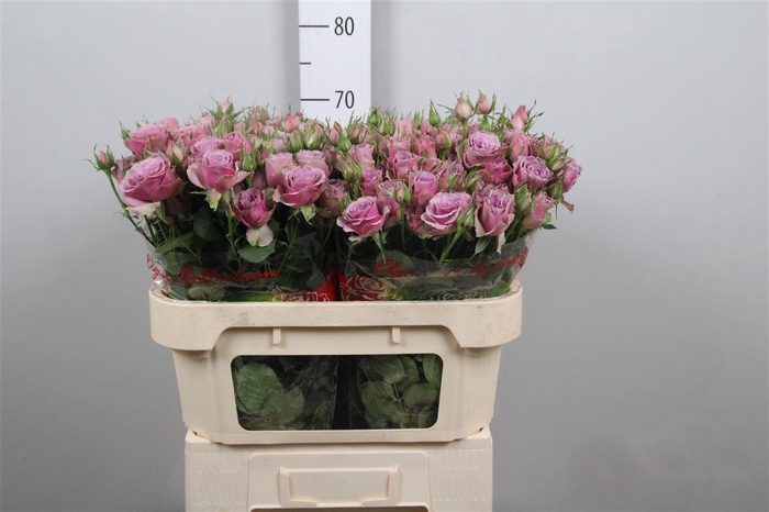 <h4>R Tr Purple Sky X5</h4>