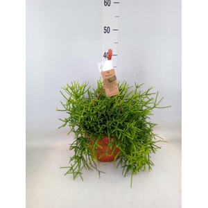 Lepismium houlletianum