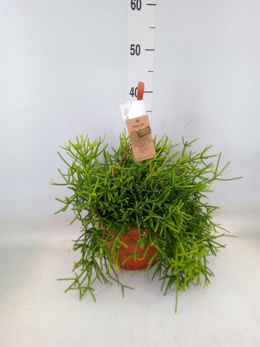 <h4>Lepismium houlletianum</h4>