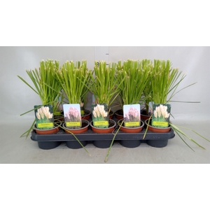 Cortaderia sell.