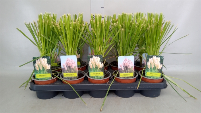 <h4>Cortaderia sell.</h4>