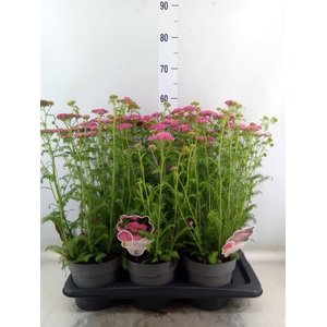 Achillea millef.