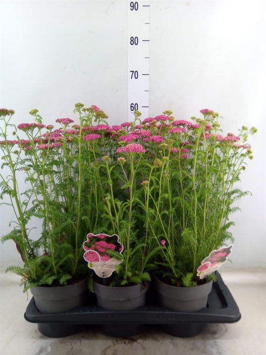 <h4>Achillea millef.</h4>