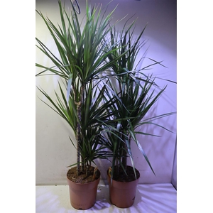 Dra Marginata