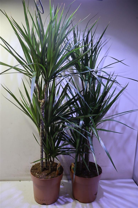 <h4>Dra Marginata</h4>