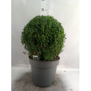 Buxus semp.   ...