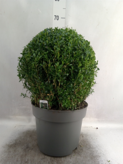 Buxus semp.   ...