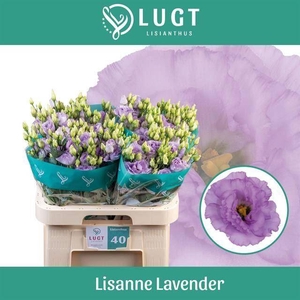EUSTOMA RUSS. DU 'LISANNE DP LAVEN'