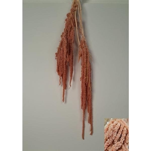 GESTABILISEERD AMARANTHUS (H) OUD ROZE