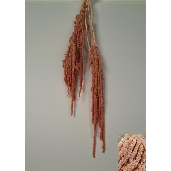 <h4>GESTABILISEERD AMARANTHUS (H) OUD ROZE</h4>