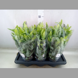Phlebodium aureum 'Blue Star'