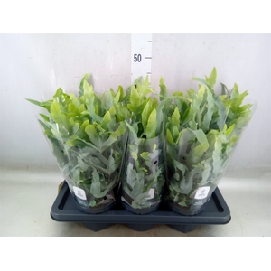 Phlebodium aureum 'Blue Star'