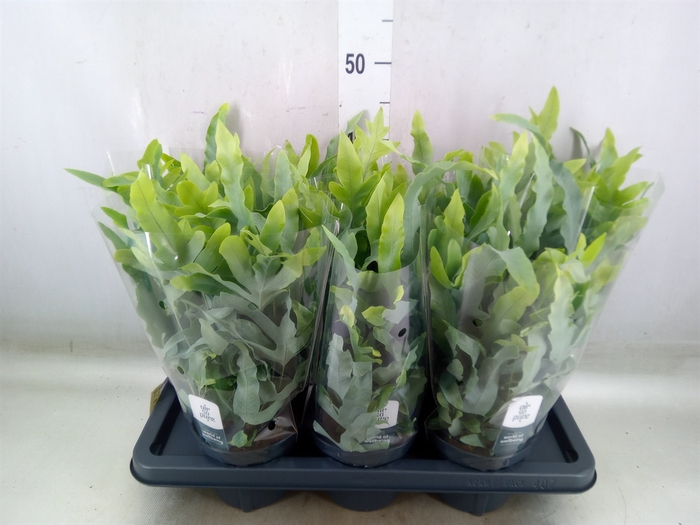 <h4>Phlebodium aureum 'Blue Star'</h4>
