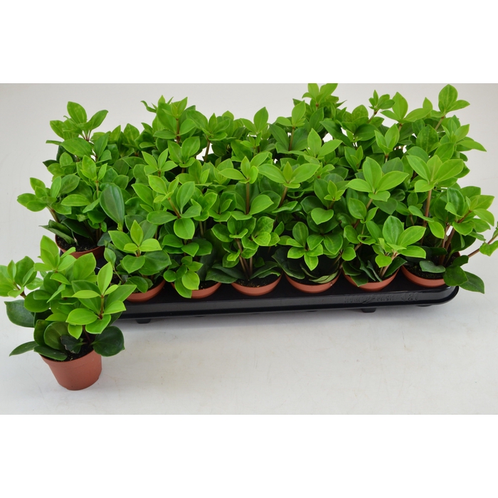 <h4>PEP PERESKIIFOLIA</h4>