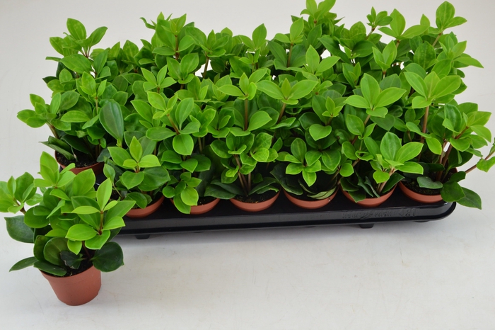 PEP PERESKIIFOLIA