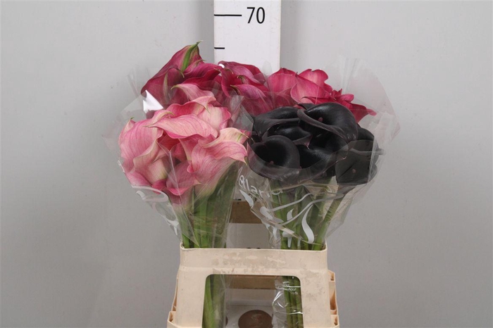 <h4>Zanted Gem In Fust</h4>