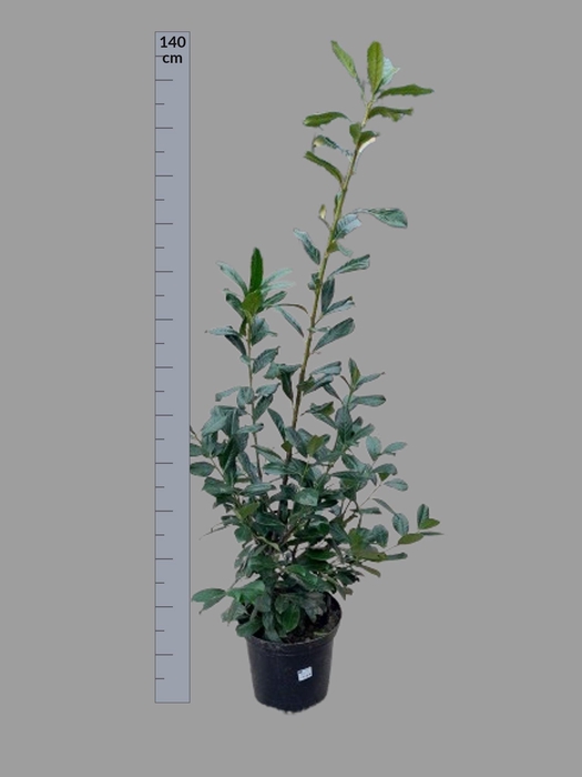 <h4>PRUN LA NOVITA</h4>