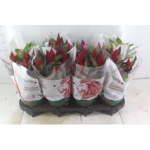 CELOSIA P14 VARIADO