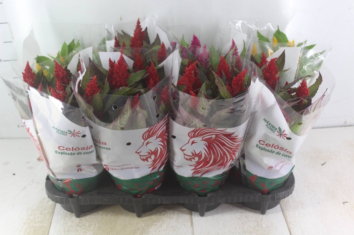 <h4>CELOSIA P14 VARIADO</h4>