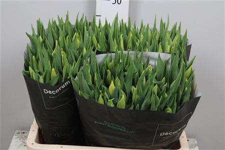 <h4>Tu En Strong Gold</h4>