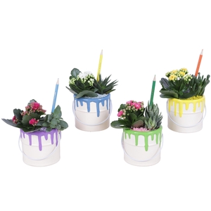 Thank you Teacher Arr. Succulent Ceramic Pot Painting Can Ø10cm
