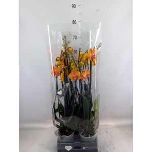 Phalaenopsis  'Ant Bologna'