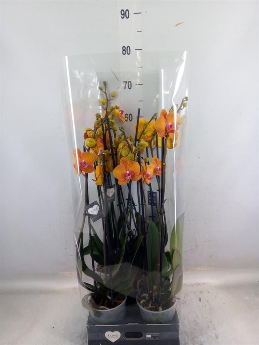 <h4>Phalaenopsis  'Ant Bologna'</h4>