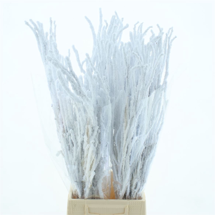 <h4>Berk Sneeuw 70cm</h4>