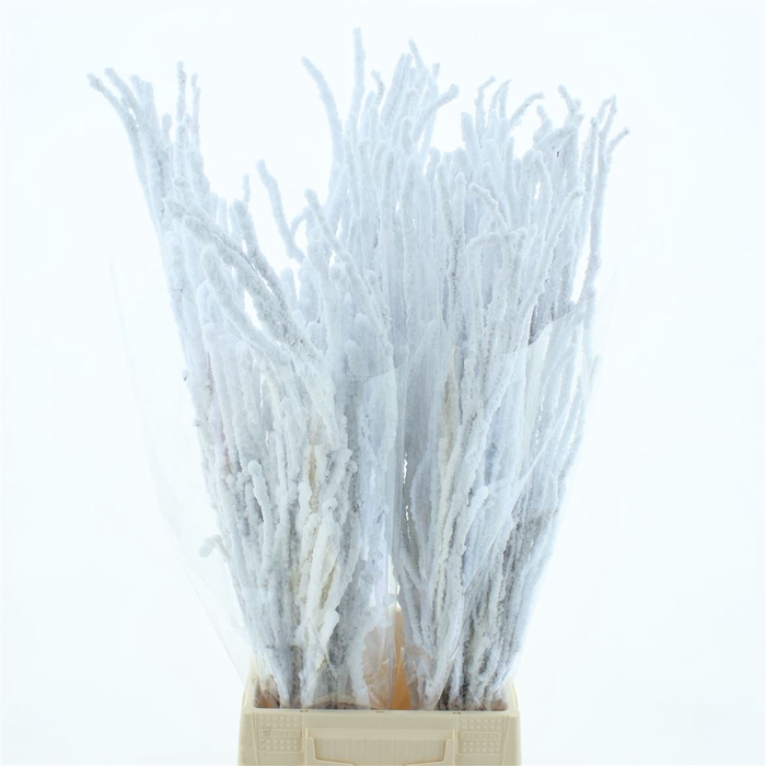 <h4>Berk Sneeuw 70cm (10 Stem P Bunch)</h4>