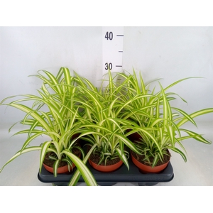 Chlorophytum com. 'Variegatum'