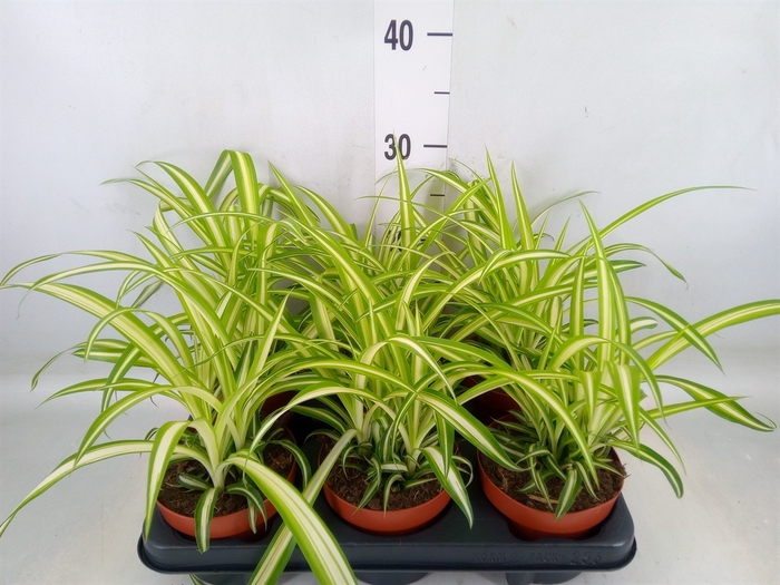 <h4>Chlorophytum com. 'Variegatum'</h4>