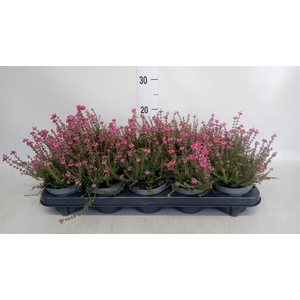 Erica cinerea 'C.D. Eason'