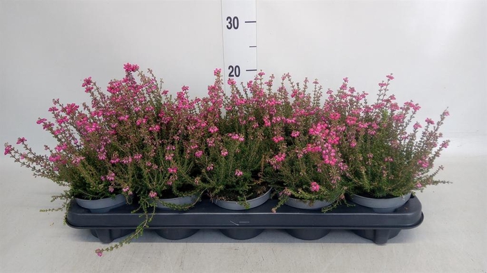 <h4>Erica cinerea 'C.D. Eason'</h4>