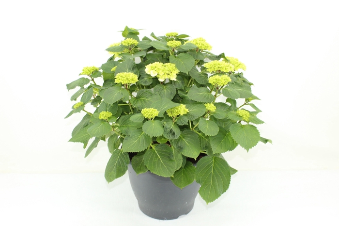 <h4>Hydrangea Crystal palace (Hortensia)</h4>