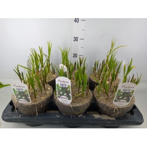 Fritillaria meleagris