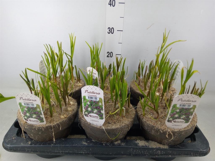 <h4>Fritillaria meleagris</h4>