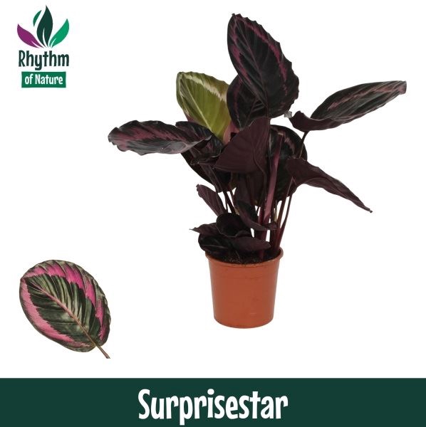 <h4>Calathea roseopicta 'Surprisestar'</h4>