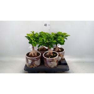 Ficus microcarpa 'Ginseng'