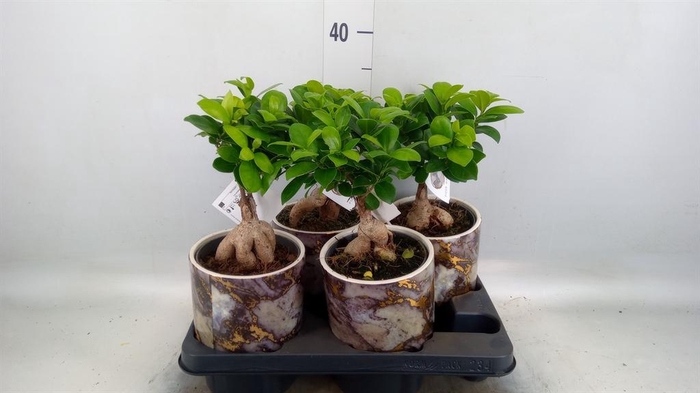 <h4>Ficus microcarpa 'Ginseng'</h4>