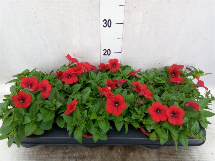 <h4>Petunia  'Famous Red'</h4>