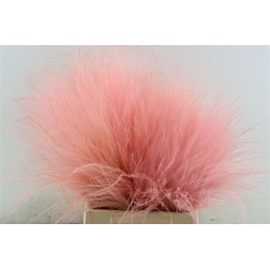 Dried Stypha Light Pink(10 Toef) Bunch