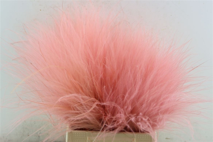 <h4>Dried Stypha Light Pink(10 Toef) Bunch</h4>