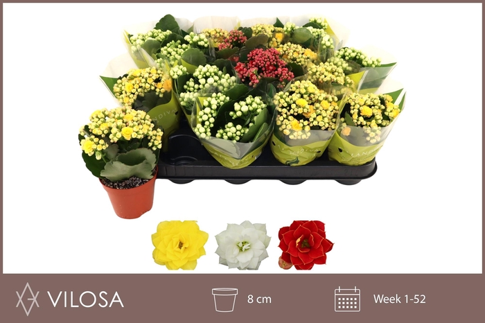 <h4>KAL GE GEM 3 KL</h4>