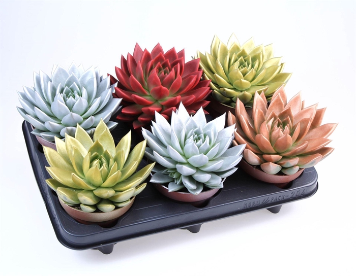 <h4>Echeveria  'Miranda'</h4>