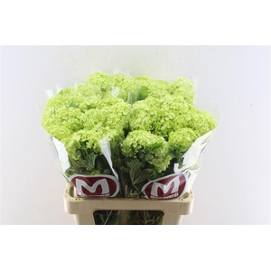 Viburnum Roseum 60cm 2/6 Bal