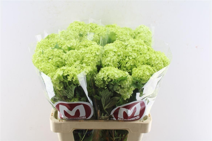 <h4>Viburnum Roseum 60cm 2/6 Bal</h4>