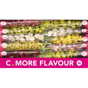 Mini cymbidium 'Mix 60 cm'