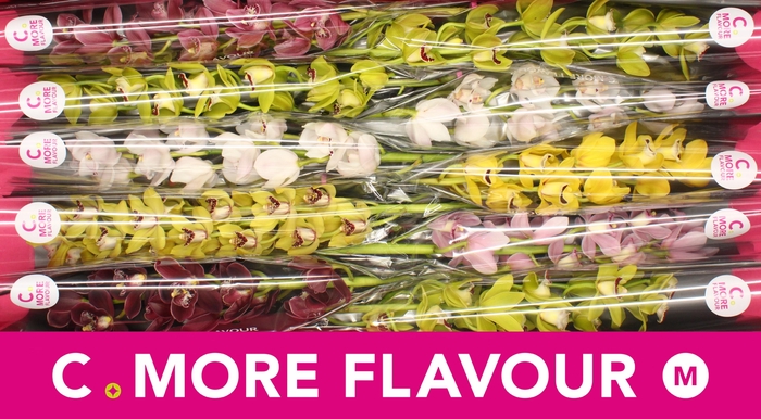 <h4>Mini cymbidium 'Mix 60 cm'</h4>