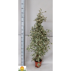 FIC NATAL SWEETHEART